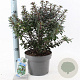Ilex meserv. Gentle 30-40 cm 5,0L