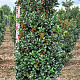 Ilex meserv. Heckenfee 160-180 cm draadkluit