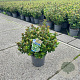 Ilex meserv. Little Rascal 20-25 cm 3,0L