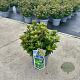 Ilex meserv. Little Rascal 30-40 cm 5,0L