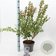 Lagerstroemia i. With Love Babe 40-60 cm 5,0L