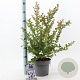 Lagerstroemia i. With Love Babe 40-60 cm 5,0L