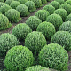 Lavandula ang. 'Munstead' 35-40 cm met kluit bol