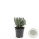 Lavandula ang. 'Munstead' GM C1.3