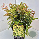 Leucothoe f. 'Rainbow' 30-40 cm 10L