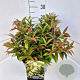 Leucothoe keiskei 'Royal Ruby' 30-40 cm 10L