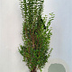 Ligustrum ovalifolium 150-175 cm met kluit extra