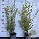 Ligustrum oval. 'Aureum' 30-40 cm 2,0L