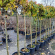 Liquidambar s. 'Gum Ball' 150 cm stam 35L 10-12