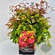 Nandina d. Blush Pink 30-40 cm 10L