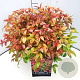 Nandina d. 'Firepower' 30-40 cm 10L