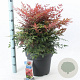 Nandina d. Obsessed 40-50 cm 15L
