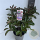 Photinia fraseri 'Camilvy' 50-60 cm 5,0L