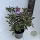 Photinia fraseri Pink Marble 40-50 cm 5,0L