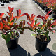 Photinia fraseri 'Red Robin' 15-20 cm 2,0L