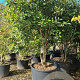 Photinia fraseri 'Red Robin' 300-350 cm cont. 350L solitair