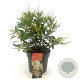 Pieris 'Forest Flame' 25-30 cm 2,0L