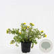 Potentilla f. 'Goldfinger' GM C1.3