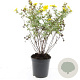 Potentilla f. 'Goldfinger' GM C1.3