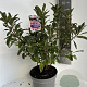 Rhododendron (AK) 'Berryrose' 40-50 cm 5,0L
