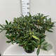 Rhododendron 'Marcel Menard' 60-80 cm 20L