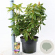 Rhododendron 'Nancy Evans' 30-40 cm 5,0L