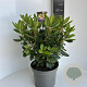 Rhododendron 'Nancy Evans' 40-50 cm 5,0L