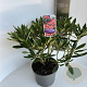 Rhododendron 'Tortoiseshell Orange' 40-50 cm 5,0L