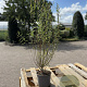 Salix purpurea 'Nana' 60-80 cm 2,0L