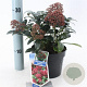 Skimmia j. 'Rubella' 20-25 cm 2,0L