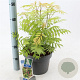 Sorbaria sorbif. 'Sem' 30-35 cm 5,0L