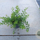 Spiraea arguta GM C1.3