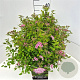 Spiraea jap. 'Little Princess' 40-45 cm 10L
