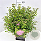 Spiraea jap. 'Little Princess' 40-45 cm 10L