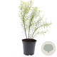 Spiraea thunbergii GM C1.3