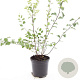 Spiraea vanhouttei GM C1.3