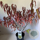 Stachyurus chin. 'Celina' 50-60 cm 3,0L