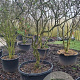 Viburnum burkwoodii 200-250 cm cont. 250L solitair