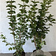 Viburnum opulus 100-125 cm 7,5L solitair