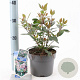 Viburnum tin. Spirit 25-30 cm 2,0L