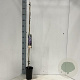 Wisteria sinensis 100 cm C1.5 met stok
