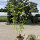 Cornus sanguinea 60-80 cm 2,0L