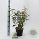 Elaeagnus ebbingei 40-50 cm 3,0L