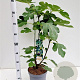Ficus car. 'Brown Turkey' 40-50 cm 5,0L