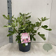 Ficus car. Little Miss Figgy 35-40 cm 7,5L
