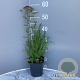 Achillea m. 'Cerise Queen' GM 2,0L