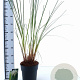 Cortaderia s. 'Pumila' 50-60 cm 6,5L