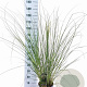 Cortaderia s. 'Pumila' 50-60 cm 6,5L