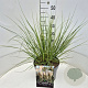Cortaderia s. 'Pumila' 50-60 cm 20L