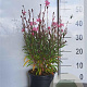 Gaura l. 'Siskiyou Pink' GM 2,0L